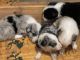 Australian Shepherd Puppies for sale in Lavonia, GA 30553, USA. price: $450