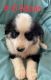 Australian Shepherd Puppies for sale in Seminole, OK, USA. price: NA