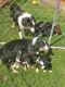 Australian Shepherd Puppies for sale in Hazleton, IA 50641, USA. price: NA