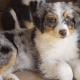 Australian Shepherd Puppies for sale in Bailey, CO 80421, USA. price: $1,000
