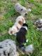 Australian Shepherd Puppies for sale in Asheboro, NC, USA. price: NA