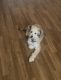 Australian Shepherd Puppies for sale in Culver City, CA, USA. price: NA