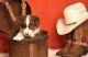 Australian Shepherd Puppies for sale in Houston, TX, USA. price: NA