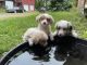Australian Shepherd Puppies for sale in Putney, VT 05346, USA. price: NA