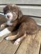 Australian Shepherd Puppies for sale in Punxsutawney, PA 15767, USA. price: $500