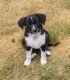 Australian Shepherd Puppies for sale in Lake Stevens, WA 98258, USA. price: $400