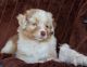 Australian Shepherd Puppies for sale in Canyon, TX 79015, USA. price: NA