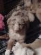 Australian Shepherd Puppies for sale in DeLand, FL, USA. price: $500