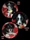 Australian Shepherd Puppies for sale in Dallas-Fort Worth Metropolitan Area, TX, USA. price: NA