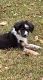 Australian Shepherd Puppies for sale in Princeton, KY 42445, USA. price: NA