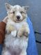 Australian Shepherd Puppies for sale in Shelbyville, TN, USA. price: $700
