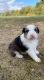 Australian Shepherd Puppies for sale in Pleasant View, TN, USA. price: NA