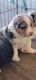 Australian Shepherd Puppies for sale in Lampasas, TX 76550, USA. price: NA