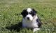Australian Shepherd Puppies for sale in Camby, IN 46113, USA. price: NA