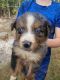 Australian Shepherd Puppies for sale in Cassatt, SC 29032, USA. price: $700