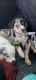 Australian Shepherd Puppies for sale in Little Cypress, TX 77632, USA. price: $7,500