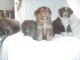 Australian Shepherd Puppies for sale in Walnut Springs, TX 76690, USA. price: NA