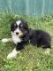 Australian Shepherd Puppies for sale in Government Camp, OR 97028, USA. price: $700