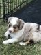 Australian Shepherd Puppies for sale in Ben Wheeler, TX 75754, USA. price: $300