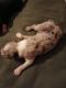 Australian Shepherd Puppies for sale in Christiansburg, VA 24073, USA. price: $600