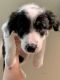 Australian Shepherd Puppies for sale in 1098 Woodcreek Oaks Blvd, Roseville, CA 95747, USA. price: NA