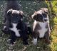 Australian Shepherd Puppies