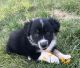 Australian Shepherd Puppies for sale in Rigby, ID 83442, USA. price: NA