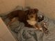 Australian Shepherd Puppies for sale in Roanoke, VA 24019, USA. price: NA