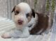Australian Shepherd Puppies for sale in Des Moines, IA, USA. price: NA