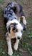 Australian Shepherd Puppies for sale in La Vergne, TN, USA. price: $200