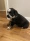 Australian Shepherd Puppies for sale in Shelby, NC, USA. price: NA