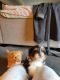 Australian Shepherd Puppies for sale in Marshall, MI 49068, USA. price: $500
