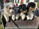 Australian Shepherd Puppies for sale in Greenfield, MA 01301, USA. price: $1,400