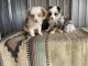Australian Shepherd Puppies for sale in Fort Scott, KS 66701, USA. price: NA