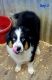 Australian Shepherd Puppies for sale in Gainesville, GA, USA. price: NA