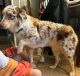 Australian Shepherd Puppies for sale in Broken Arrow, OK, USA. price: $600