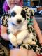 Australian Shepherd Puppies for sale in Grasston, MN, USA. price: NA