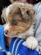 Australian Shepherd Puppies for sale in Newaygo, MI 49337, USA. price: NA