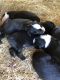 Australian Shepherd Puppies for sale in Zebulon, NC 27597, USA. price: NA