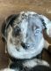 Australian Shepherd Puppies for sale in Westminster, MD, USA. price: NA