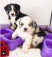 Australian Shepherd Puppies for sale in Boston, MA, USA. price: $600