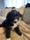 Australian Shepherd Puppies for sale in Worth, IL, USA. price: NA