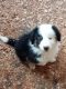 Australian Shepherd Puppies for sale in Pittsford, VT, USA. price: $500