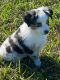 Australian Shepherd Puppies for sale in Sweeny, TX 77480, USA. price: NA