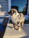 Australian Shepherd Puppies for sale in Plano, IL 60545, USA. price: $800