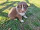 Australian Shepherd Puppies for sale in Hazleton, IN 47640, USA. price: NA