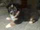 Australian Shepherd Puppies for sale in Dodge City, KS 67801, USA. price: NA