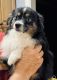 Australian Shepherd Puppies for sale in RI-24, Tiverton, RI, USA. price: NA
