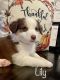 Australian Shepherd Puppies for sale in Boonville, MO 65233, USA. price: $800
