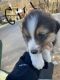 Australian Shepherd Puppies for sale in Manchester, OH 45144, USA. price: $250